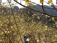 このような若木が多いのです