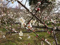 ここからは「曽我梅林」