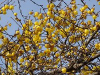 ここでは貴重な「ロウバイ」