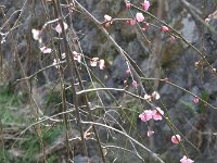 土手に水仙が咲いていました。良いコラボになります。