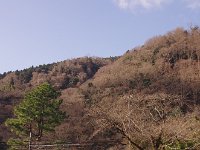 春を待つ枯山・・・朝日を浴びて照り輝いていましたが、上手く撮れませんね