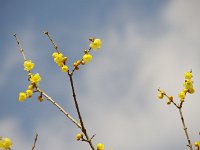 咲いていました！