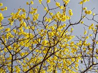 この木だけが色鮮やかでした。