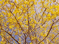 見事な色でしょう！