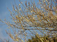 白梅もチラホラ