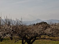 もう少し、はっきり見えると様になるのに・・・
