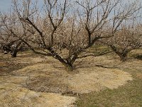 養生がしっかりしてますね・・・きっと良い実が採れるでしょう。