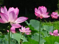 DSC02458