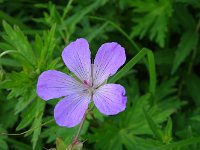 ここも高山植物が豊富です