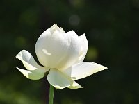 DSC 0017