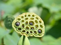 此れは蓮の実！　食用になります。