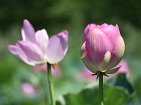 DSC 0063