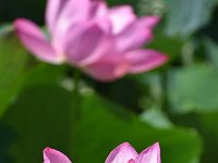 DSC 0064