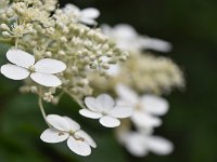 DSC 0252