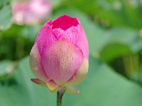 此れより、蓮の花