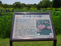 まずは、古代蓮を見物します！