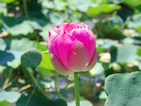 IMG 0181