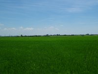 広大な関東平野の水田