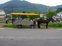 當に、農耕馬！