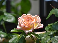 バラ園が有りました・・・この暑い最中、咲いていました