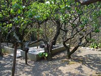 立派な梅の木が林立してました