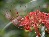 露に拘りました！