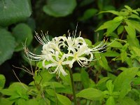 白の曼珠沙華が盛でした