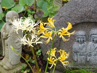 組み合わせ見事ですね！