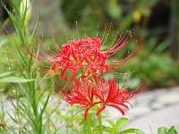 赤も少し・・・これから赤が主流