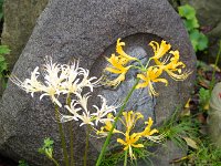 イイ組み合わせ！