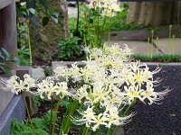 白が見事ですね！