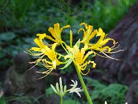 黄色も有りましたよ。