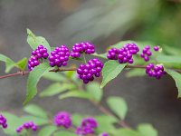 紫式部もイイ景色ですね