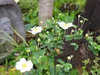 我が家はまだ蕾のみ