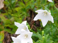 清楚・・白の桔梗