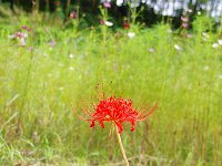 コスモスとコラボ