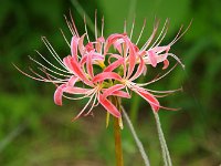 不思議な色合い（枯れはじめとか）