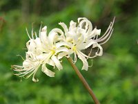 爰にも、白が若干