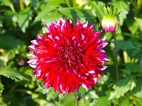 見事なダリアをご覧じあれ！