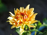 お好きな花はどれですか？