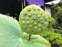 蓮の実・・・面白いね