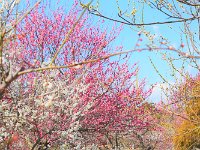 いい時期に訪れる事が出来ました。ヒデ君に感謝！