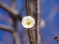 淡紅台閣・・・なんとも難しい名前ですね