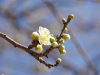 一重緑萼・・・緑が綺麗