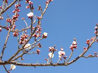 凝聲・・・なんでこんな名前に