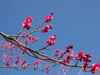 緋の司・・・艶やか！