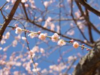 黄門枝垂・・・優雅な感じ