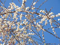 淡路枝垂・・・これも綺麗でした