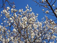 冬至・・・満開ですね