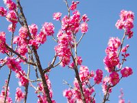 紅鶴・・・綺麗な紅色